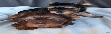 Bruno