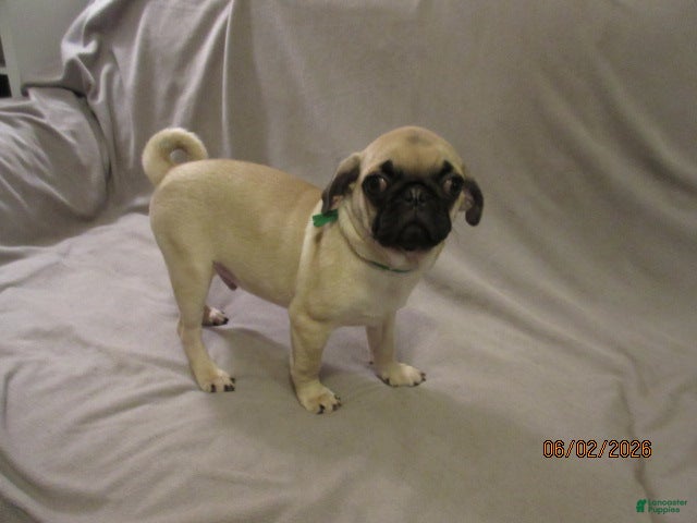 Pug dogs for sale: Pug Puppy 2 - Ad 11