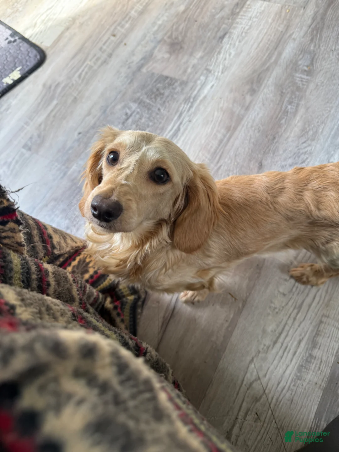 Miniature Dachshund dogs for sale: Miniature Dachshund Puppy 5 - Ad 5