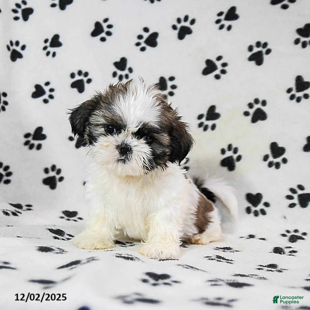 Shih Tzu dogs for sale: Pepper - Ad 1