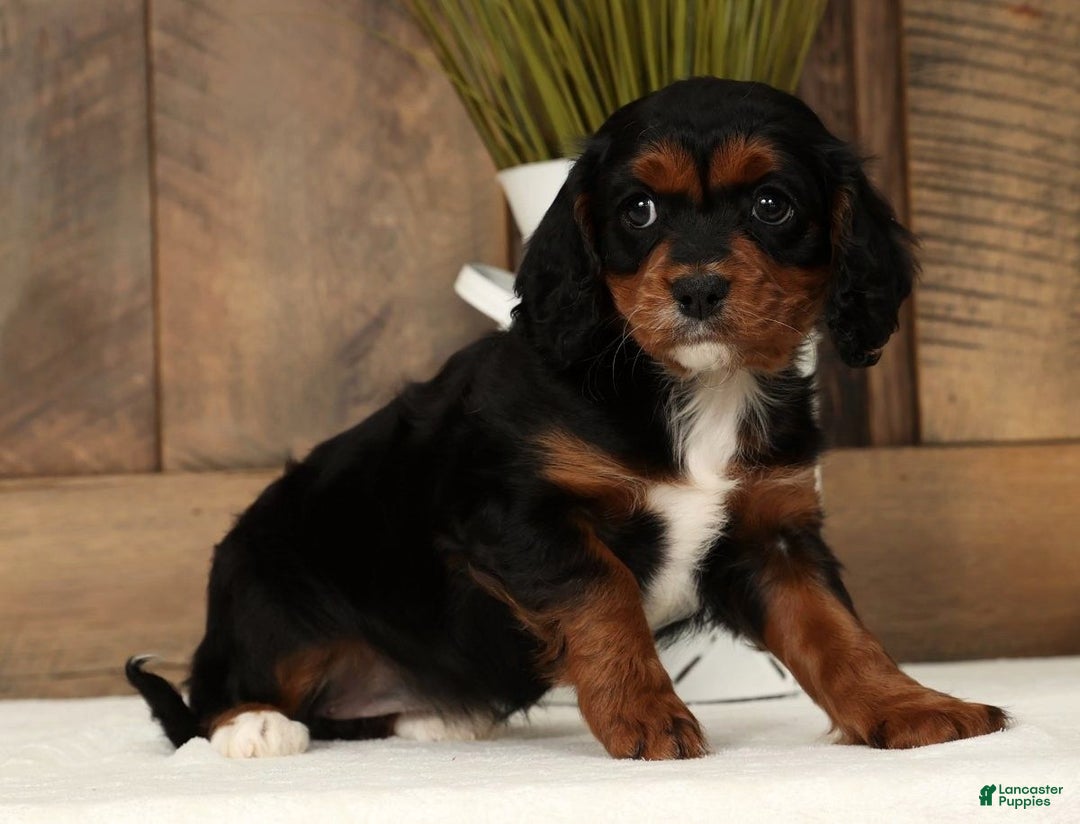 Cavapoo dogs for sale: Chloe - Ad 8