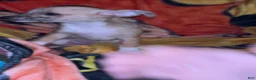 Chiweenie dogs for sale: Mai Tai  - Ad 8