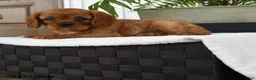 Cavalier King Charles Spaniel dogs for sale: Icon - Ad 4