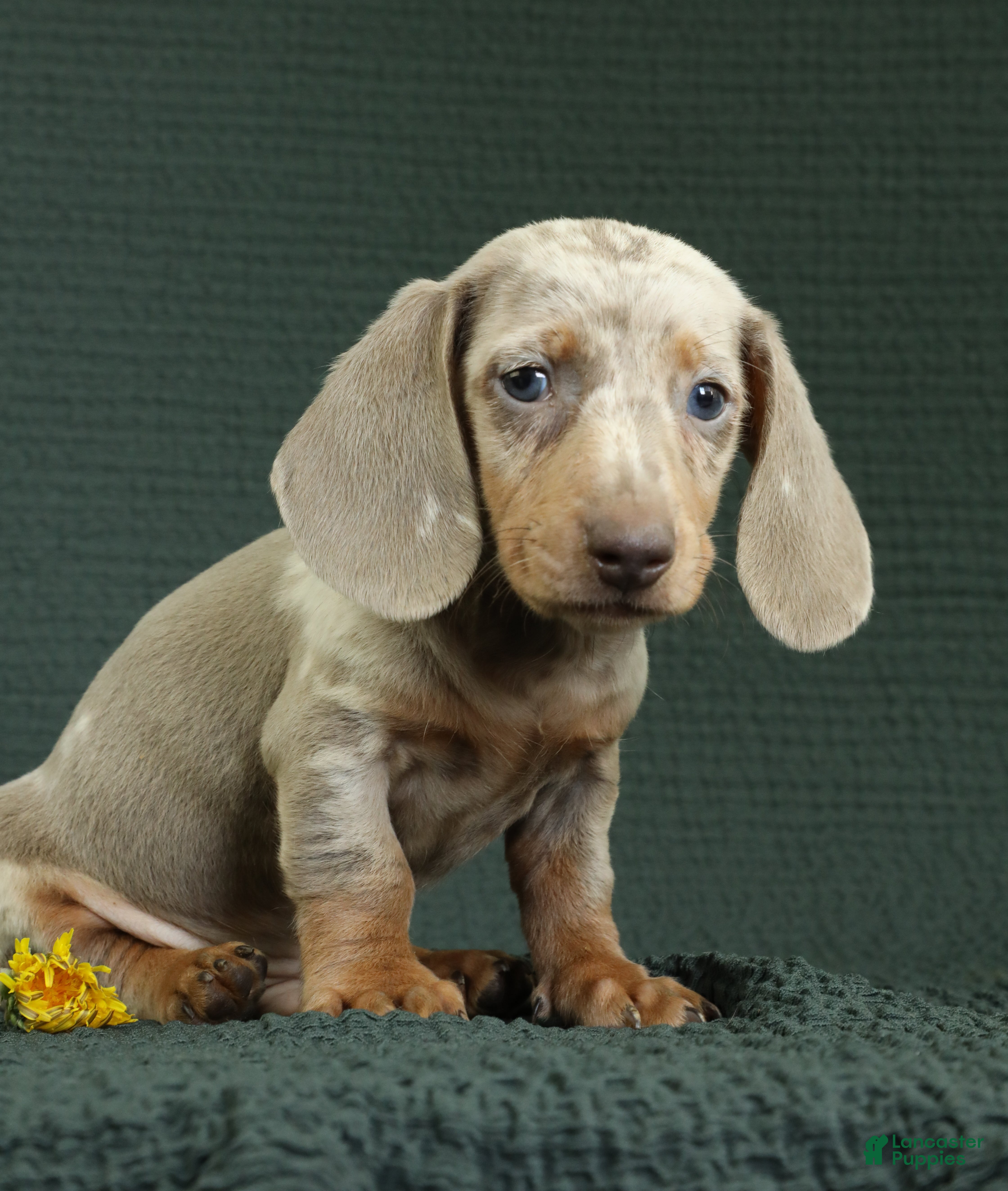 Miniature Dachshund dogs Rome - Ad 2