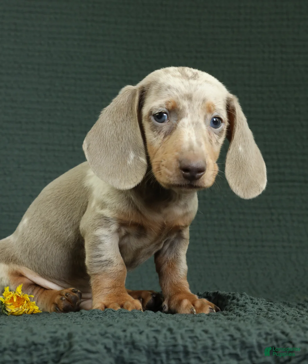 Miniature Dachshund dogs for sale: Rome - Ad 2