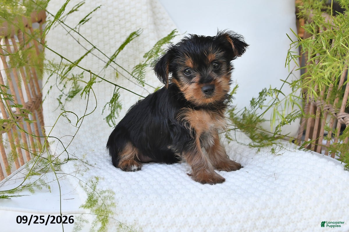 Yorkshire Terrier dogs Nutmeg - Ad 1