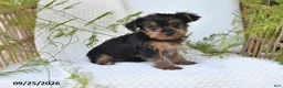 Yorkshire Terrier dogs for sale: Nutmeg - Ad 1
