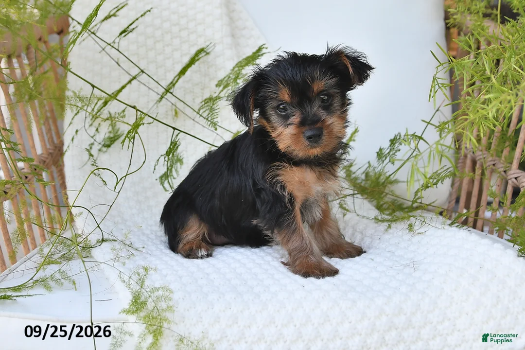 Yorkshire Terrier dogs for sale: Nutmeg - Ad 1