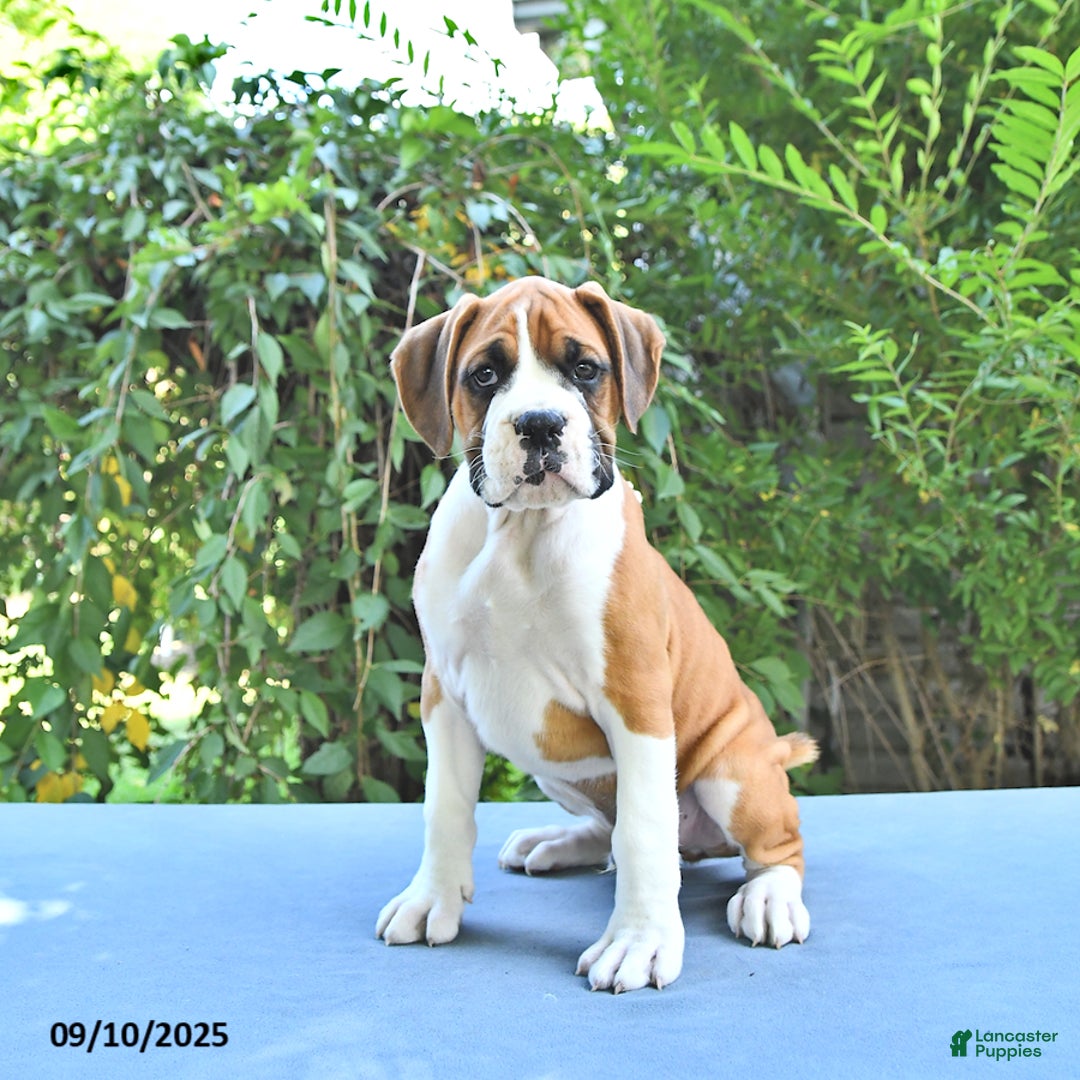 Purebred Boxer Average Price For Boxer Puppies Without Papers