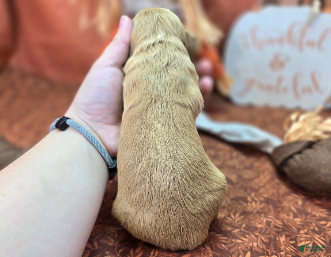 Cockapoo dogs for sale: Captain Walden - Ad 21