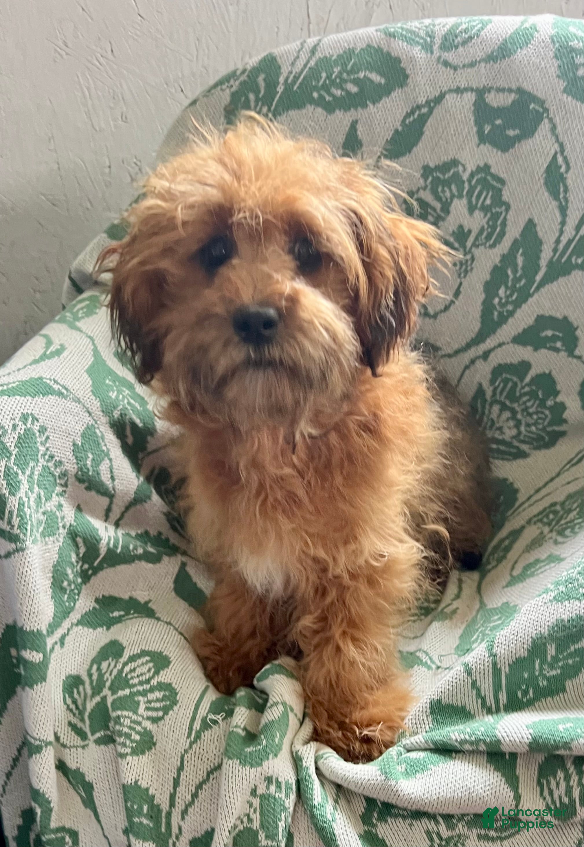 Shihpoo dogs Carson - Ad 2