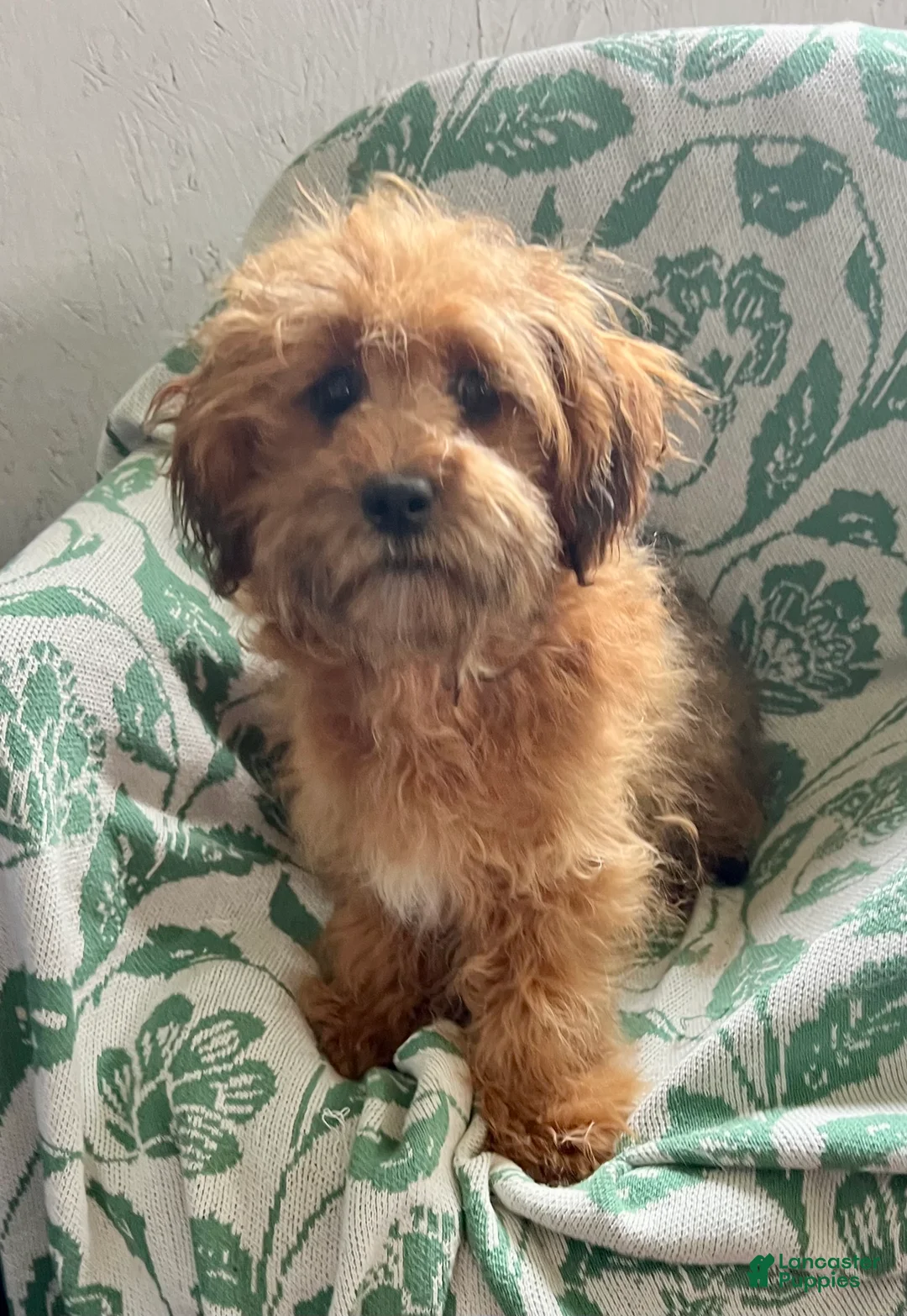 Shihpoo dogs for sale: Carson - Ad 2