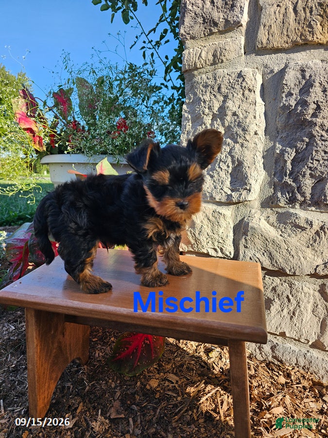 Yorkiepoo dogs Mischeif - Ad 1