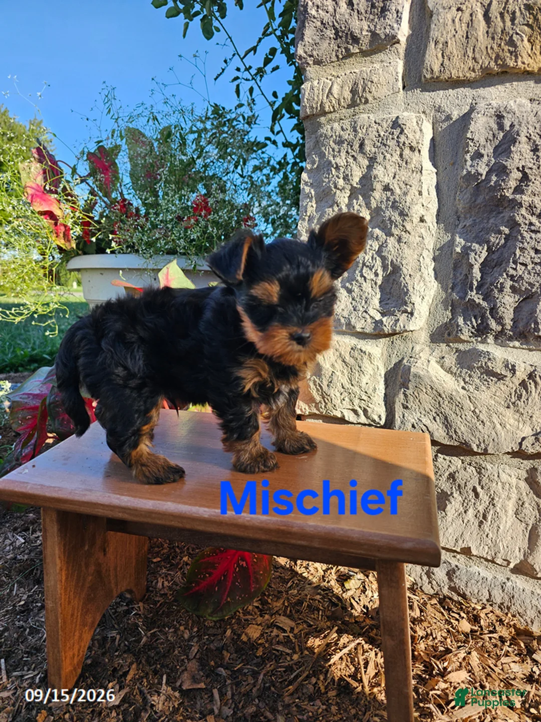Yorkiepoo dogs for sale: Mischeif - Ad 1