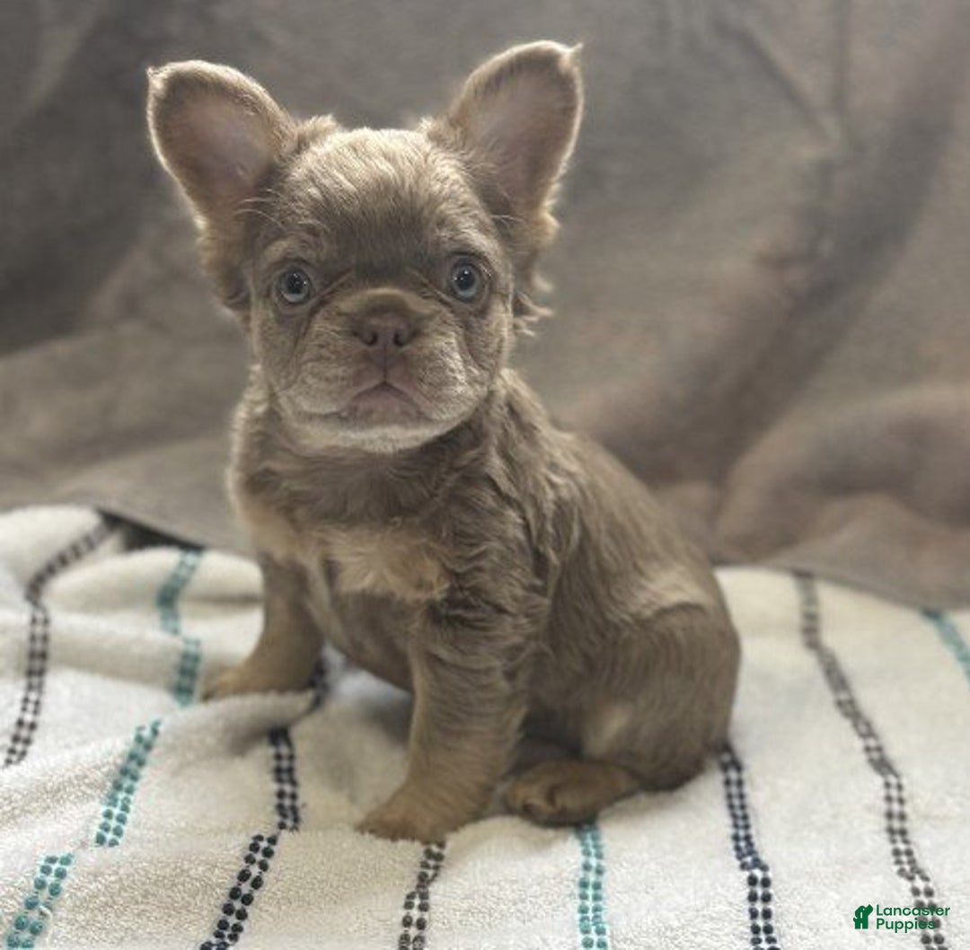 French Bulldog dogs for sale: Meet Fibi!  French Bulldog Puppy 1 - Ad 3