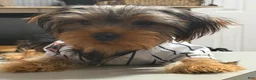 Yorkshire Terrier dogs for sale: Cookie  - Ad 3