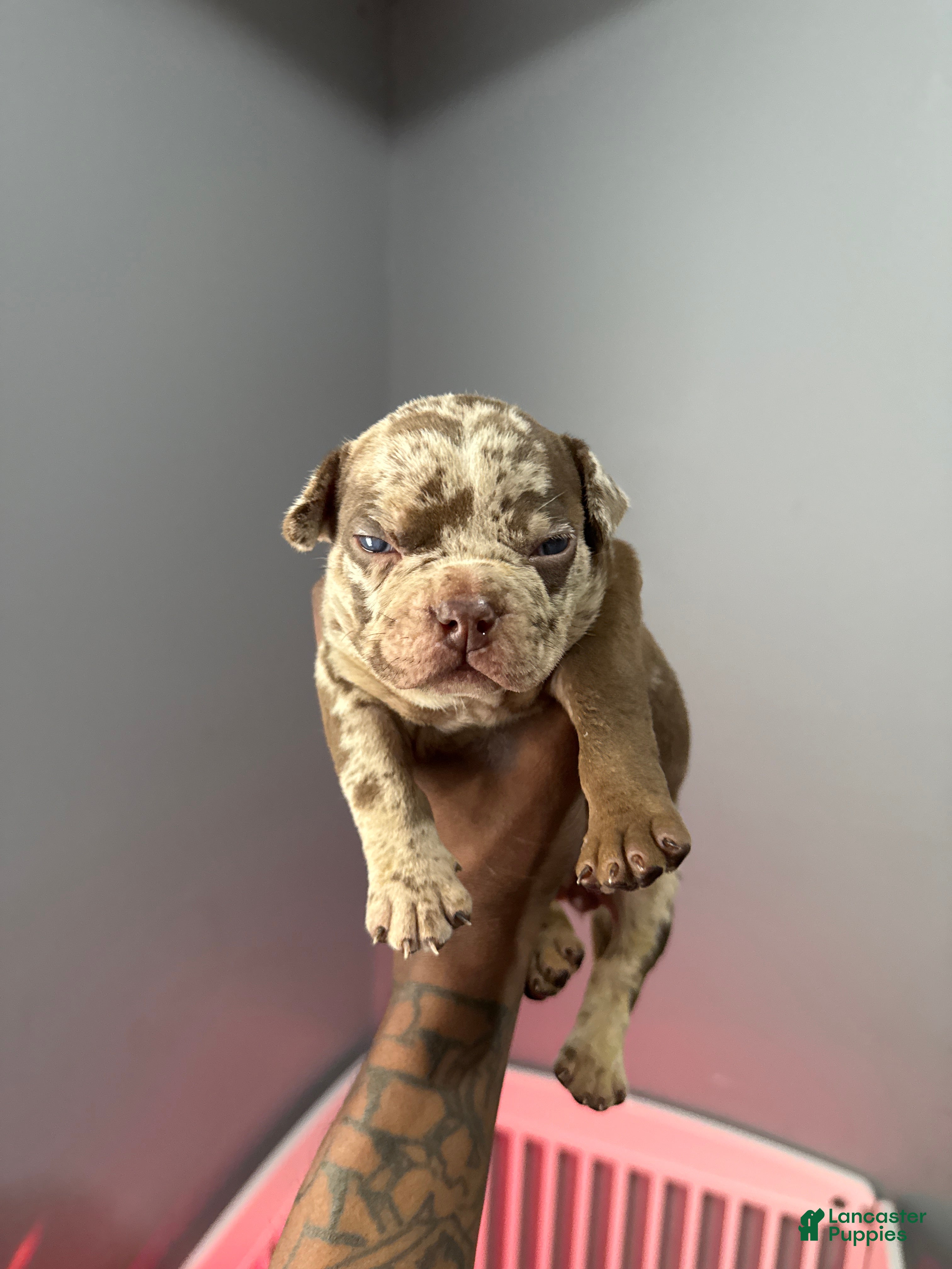 American Bully dogs American Bully Puppy 7 - Ad 34