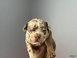 American Bully dogs American Bully Puppy 7 - Ad 12