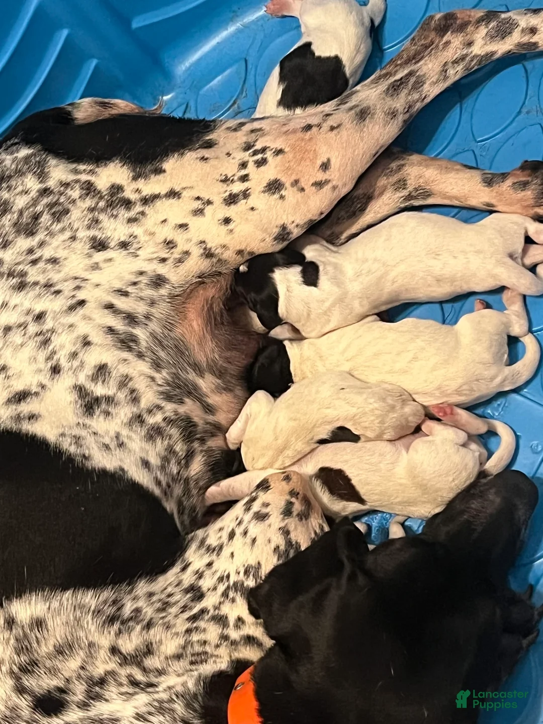 Gallery Image {{count}}