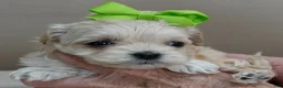 Maltipoo dogs for sale: Myles 1 lb 5 ozs - Ad 3