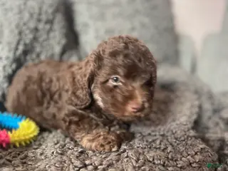 Mixed Breed dogs Sofia - Ad 1