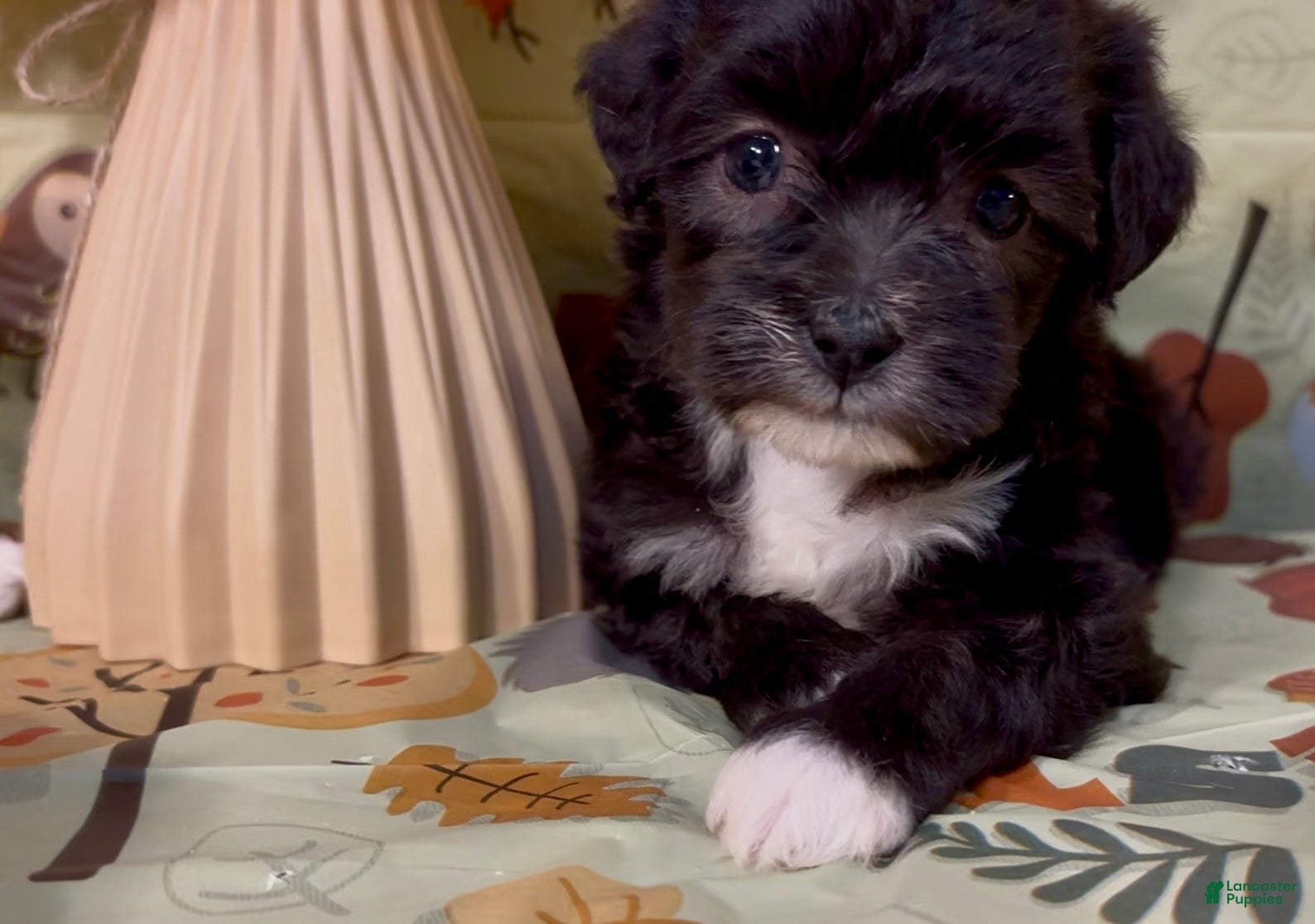 Shorkie dogs for sale: Shorkie 3 - Ad 32