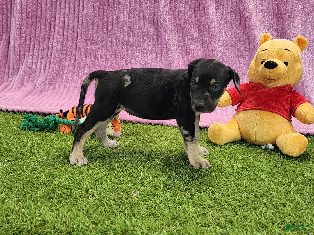 Catahoula Leopard Dog dogs for sale: Tess 2025 Female 4 - Ad 4