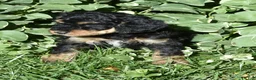 Standard Poodle dogs for sale: Standard Poodle 12 Small Black Phantom - Ad 8