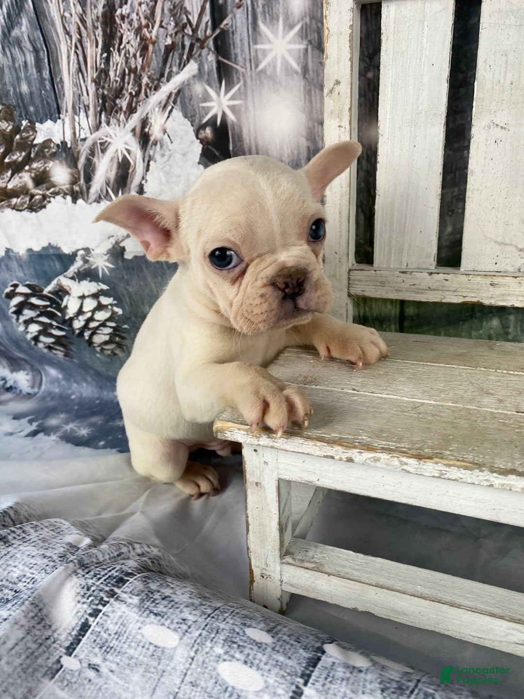 Mixed Breed dogs for sale: Bobby - Ad 9