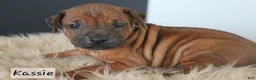 Rhodesian Ridgeback dogs for sale: Kassie - Ad 1