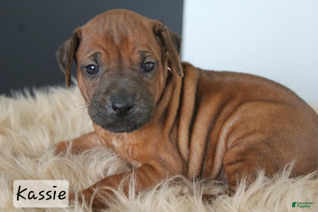 Rhodesian Ridgeback dogs for sale: Kassie - Ad 1