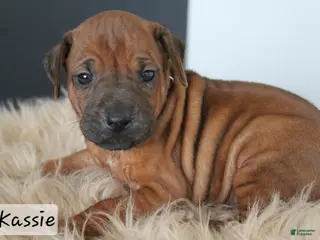 Rhodesian Ridgeback dogs Kassie - Ad 24