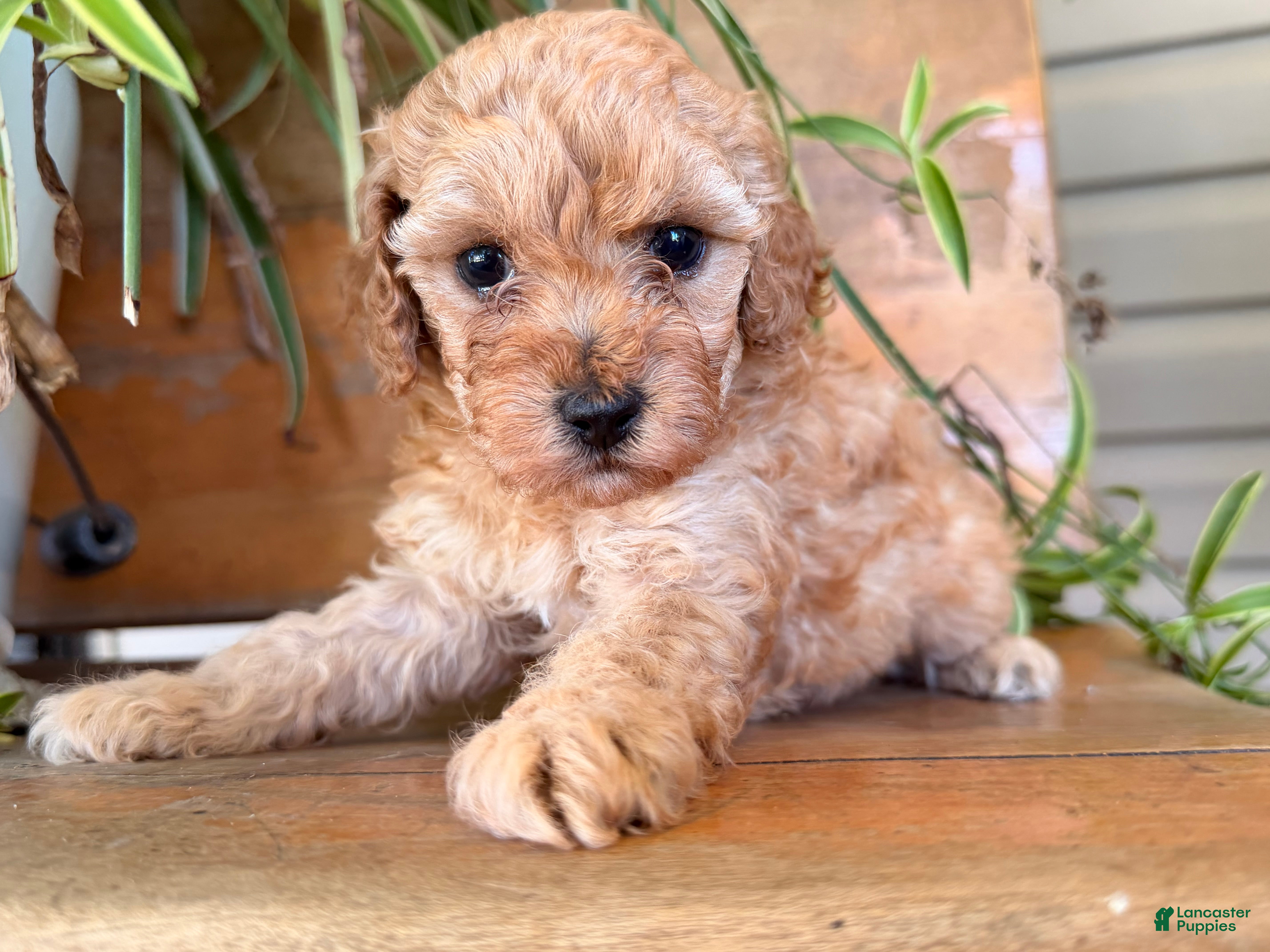 Toy Poodle dogs Madrick  - Ad 1