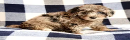 Miniature Poodle dogs for sale: Maverick - Ad 8