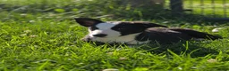 Border Collie dogs for sale: Kaida - Ad 7