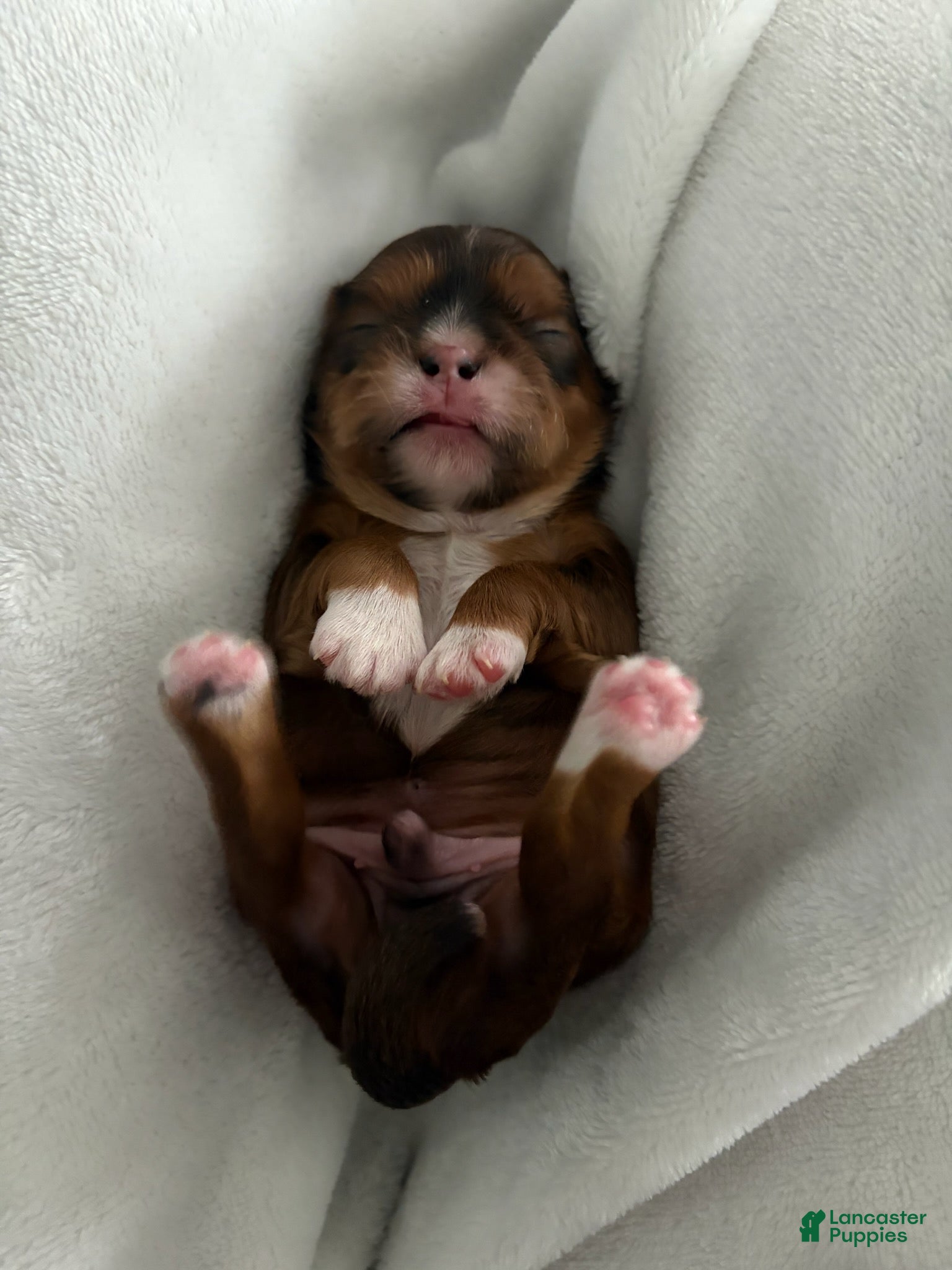 Shih Tzu dogs Girl  - Ad 1