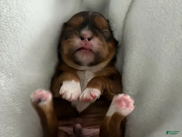 Shih Tzu dogs Girl - Ad 1