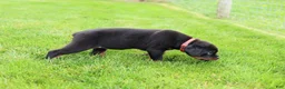 Rottweiler dogs for sale: Luna  - Ad 8