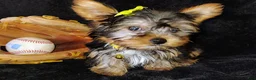 Yorkshire Terrier dogs for sale: Yorkshire Terrier Puppy 2 - Ad 2