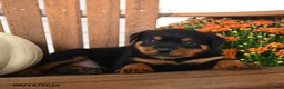 Rottweiler dogs for sale: Parker  - Ad 5