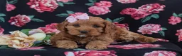 Cockapoo dogs for sale: Lilian - Ad 7