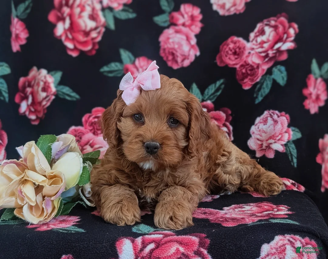 Cockapoo dogs for sale: Lilian - Ad 7