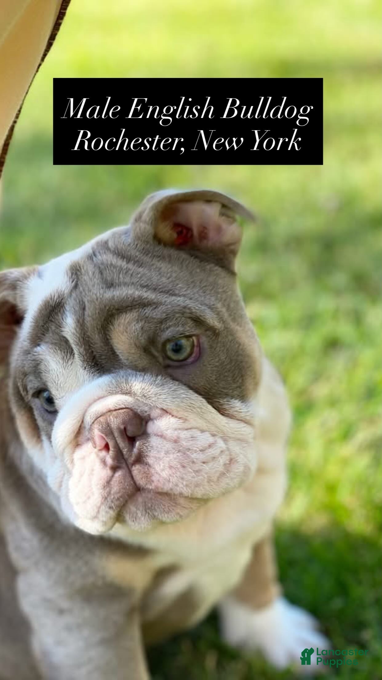 English Bulldog dogs for sale: Dicky - Ad 11