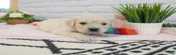 Golden Retriever dogs for sale: Arizona  - Ad 4