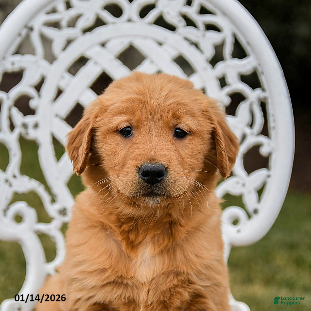 Golden Retriever dogs for sale: Penelope - Ad 5