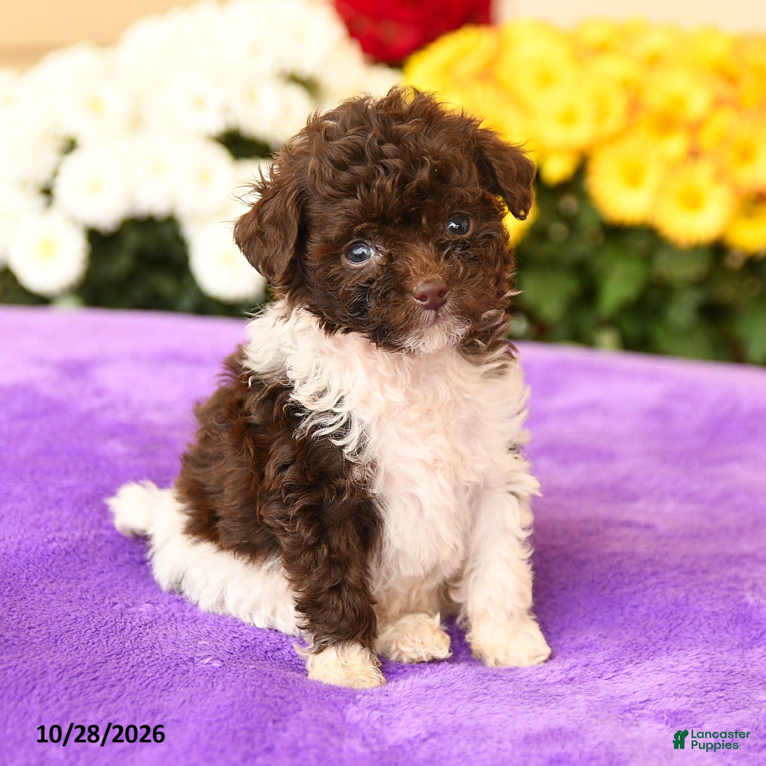 Toy Poodle dogs for sale: Smidgen - Ad 2
