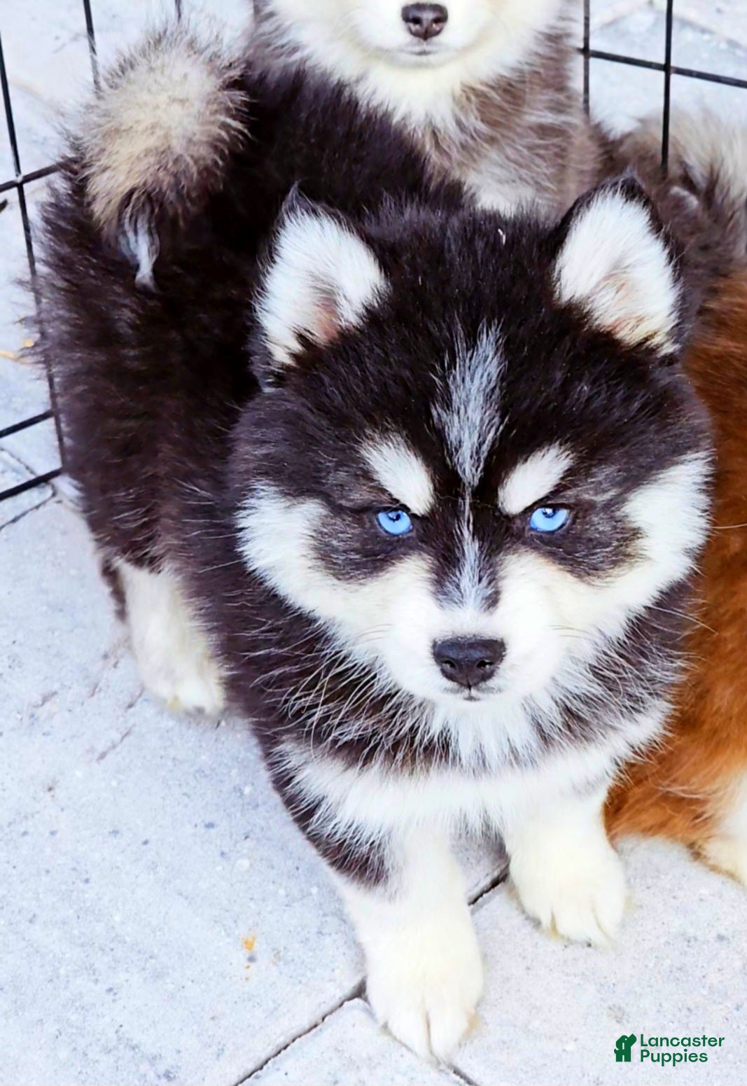 Pomsky dogs Damon - Ad 3