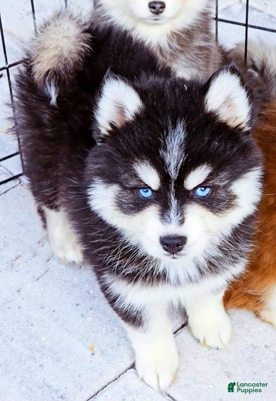 Pomsky dogs for sale: Damon - Ad 1