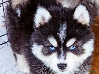 Pomsky dogs Damon - Ad 9
