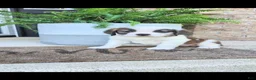 Saint Bernard dogs for sale: Brittany  - Ad 3
